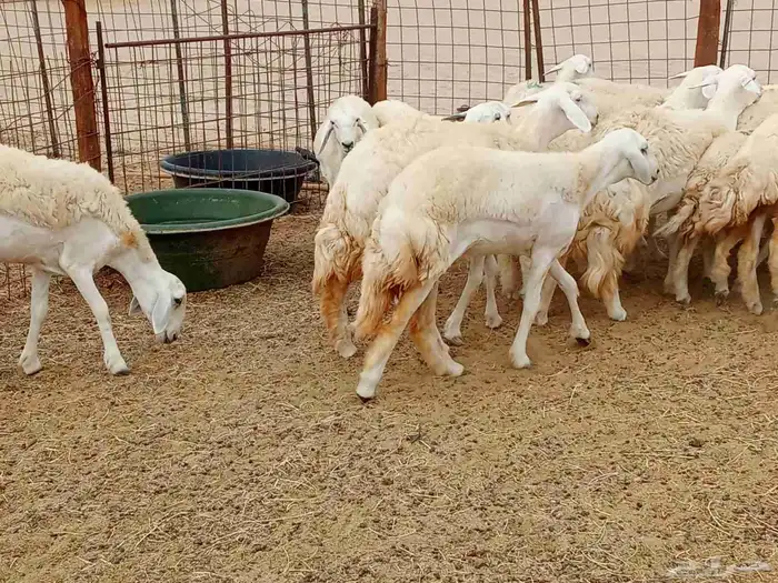رخال صنف جدعه سنيه 4