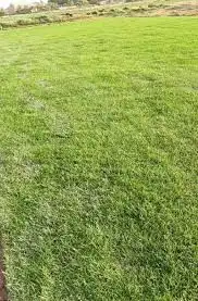 تزيين.قص.تقطيع اشجار ..زراعه نجيل .نظافه.تكسير 1