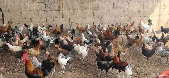 دجاج فيومي - وبلدي 1