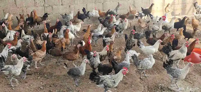 دجاج فيومي - وبلدي 19