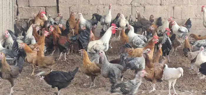 دجاج فيومي - وبلدي 4