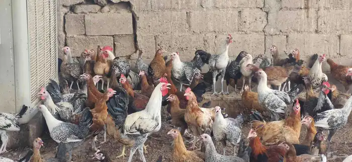 دجاج فيومي - وبلدي 7