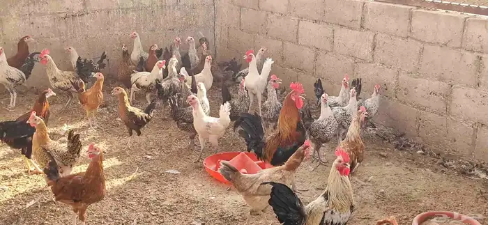 دجاج فيومي - وبلدي 6