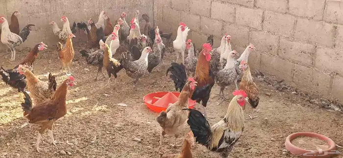 دجاج فيومي - وبلدي 8