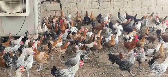دجاج فيومي - وبلدي 17