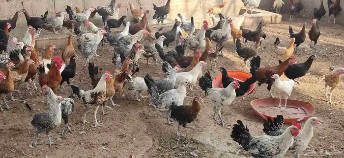 دجاج فيومي - وبلدي 18