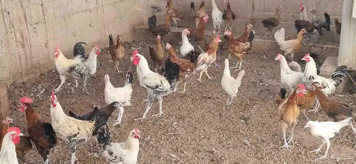 دجاج فيومي - وبلدي 15