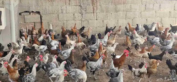 دجاج فيومي - وبلدي 3