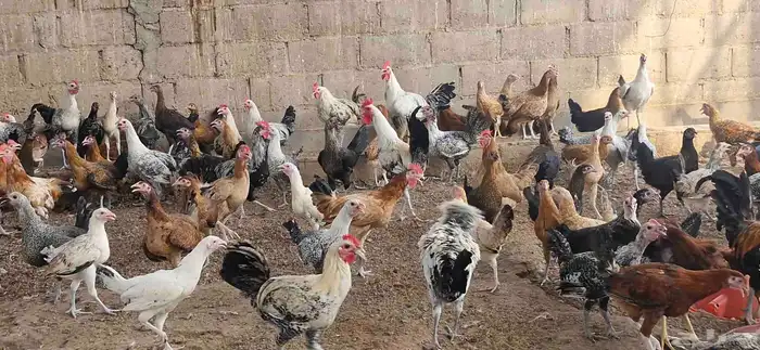 دجاج فيومي - وبلدي 2