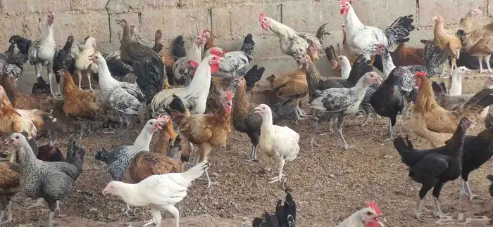 دجاج فيومي - وبلدي 5