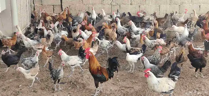 دجاج فيومي - وبلدي 0
