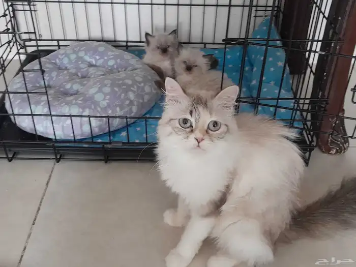 قطط 1