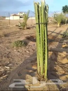 السلام عليكم ورحمة الله وبركاته يوجد لدينا نخل للبيع فسايل 8