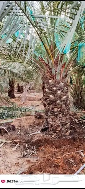نخل مثمر للبيع من له شف لا نظر يتواصل معي على جوال 055783841 0
