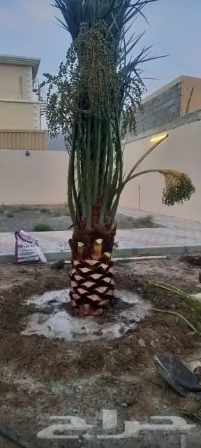 السلام عليكم ورحمة الله وبركاته يوجد لدينا نخل للبيع فسايل 6