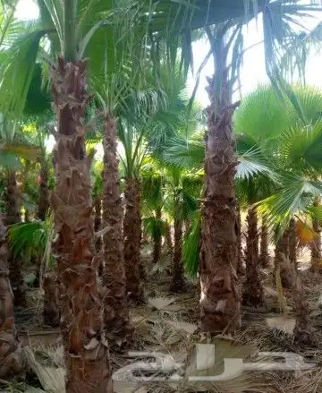 نخل مثمر شيشي عجوه صقعي نخيل فروخ نقايل جثايث جميع المناطق 10