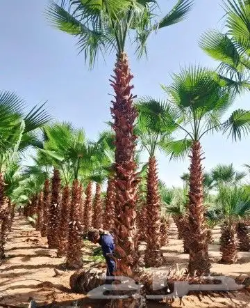 نخل للبيع نخيل مثمر نقايل جثايث خلاص سكري صقعي برحي شيشي سلج 1