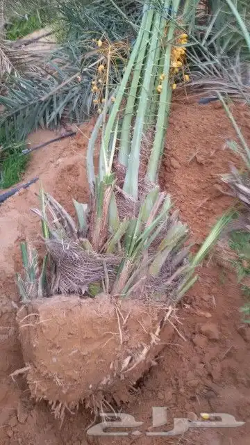نخل مثمر شيشي عجوه صقعي نخيل فروخ نقايل جثايث جميع المناطق 3