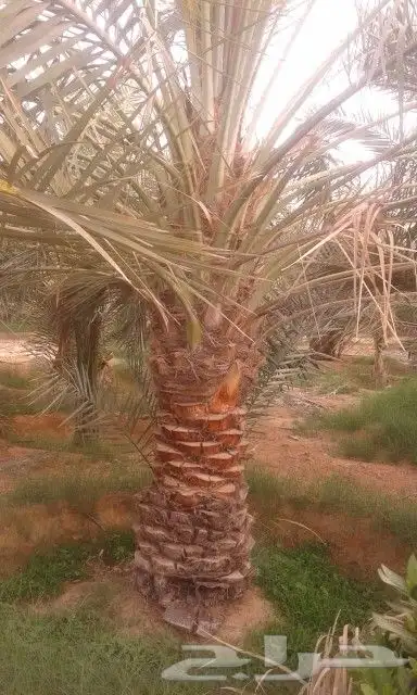 نخل مثمر شيشي عجوه صقعي نخيل فروخ نقايل جثايث جميع المناطق 5