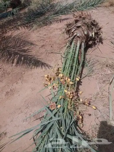 نخل مثمر شيشي عجوه صقعي نخيل فروخ نقايل جثايث جميع المناطق 4