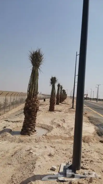 زبائن الكرام يتوفر لدينا نخل المقاس 7و6و5و3و2متر 7