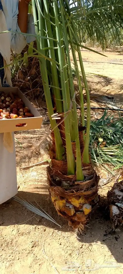 نخيل القصيم 5