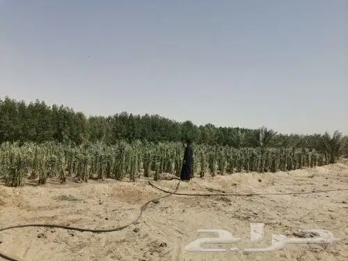 زبائن الكرام يتوفر لدينا نخل المقاس 7و6و5و3و2متر 4