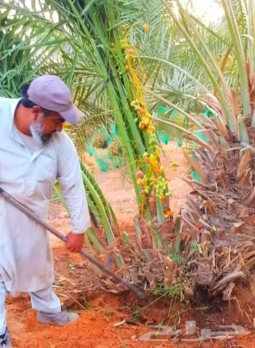 نخل مثمر شيشي عجوه صقعي نخيل فروخ نقايل جثايث جميع المناطق 0