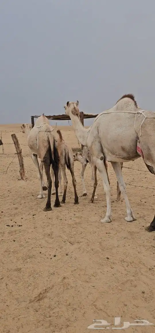 للبيع خلفتين اوارك بكار اول بطن 0