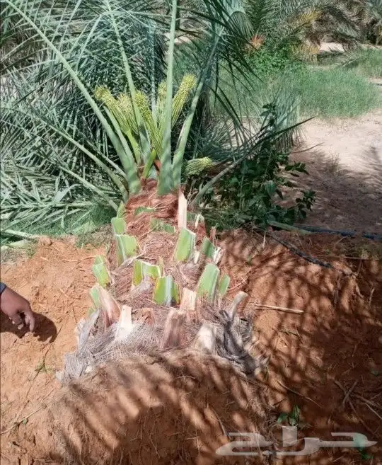 نخل مثمر شيشي عجوه صقعي نخيل فروخ نقايل جثايث جميع المناطق 1
