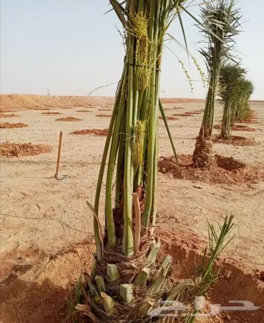 نخل مثمر شيشي عجوه صقعي نخيل فروخ نقايل جثايث جميع المناطق 2