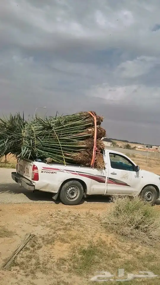 زبائن الكرام يتوفر لدينا نخل المقاس 7و6و5و3و2متر 2