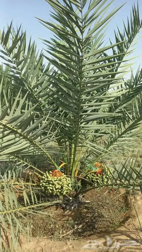 زبائن الكرام يتوفر لدينا نخل المقاس 7و6و5و3و2متر 1