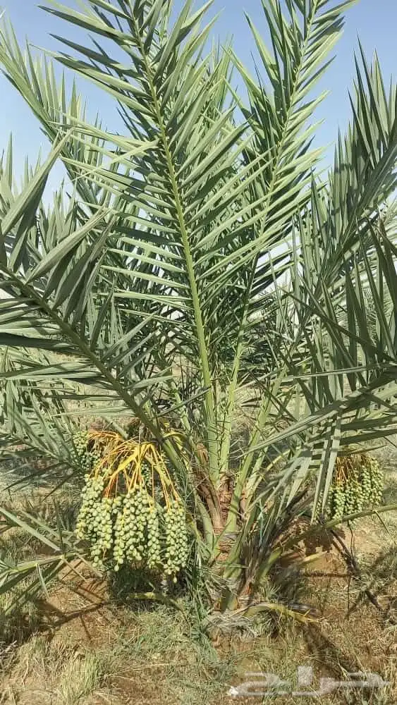 زبائن الكرام يتوفر لدينا نخل المقاس 7و6و5و3و2متر 0