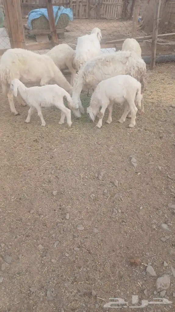 نعاج متاويم 2