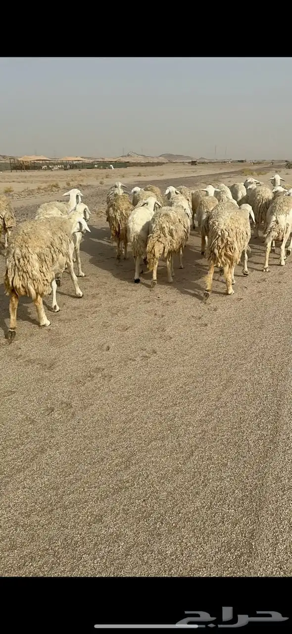 غنم جنب 17