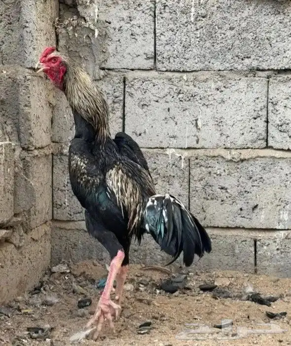 ديك شامو الماني 0