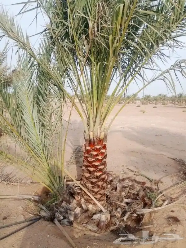 السلام عليكم ورحمة الله وبركاته يوجد لدينا نخل للبيع فسايل 9