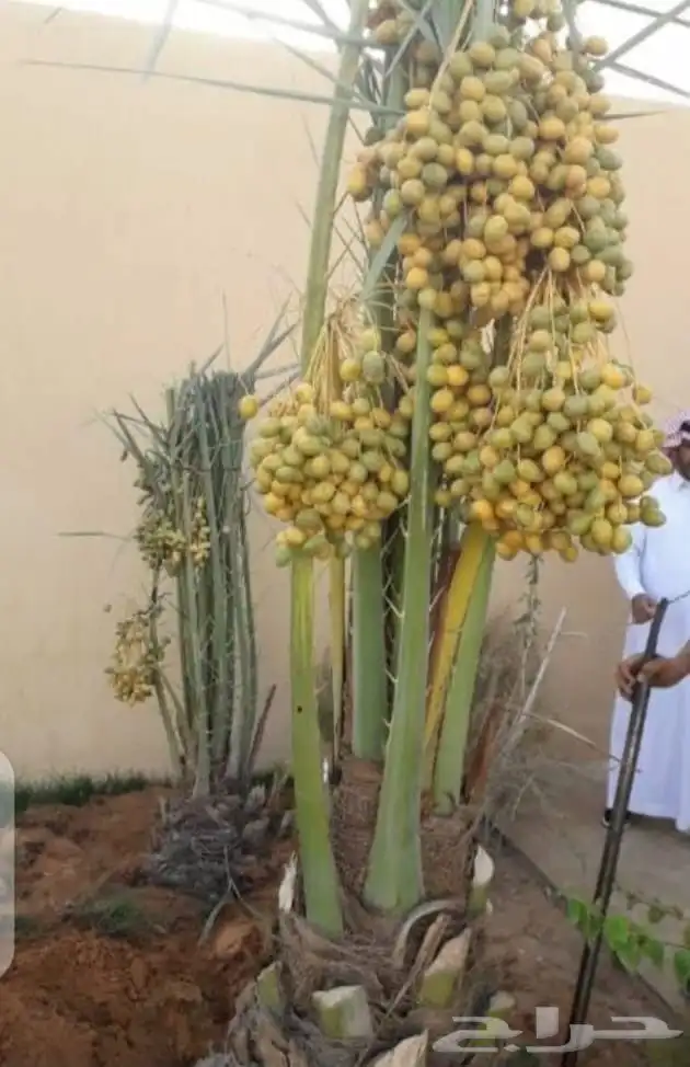 نخل للبيع طيب مثمر وزينه درجه اولى 1