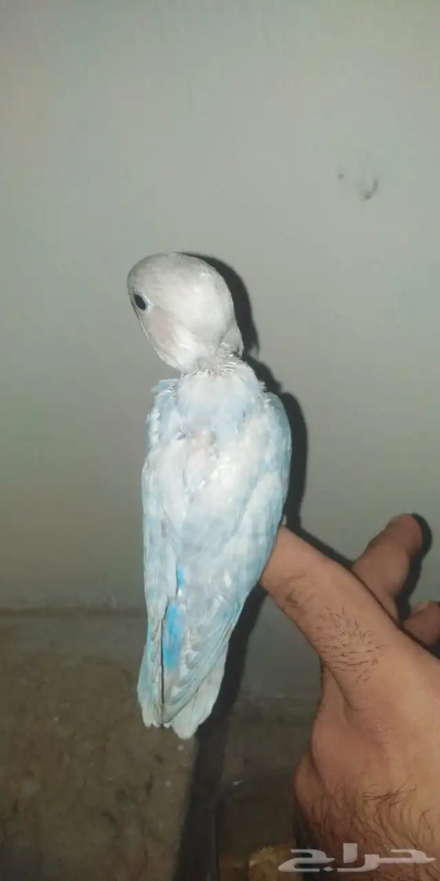 للبيع فرخ روز 0