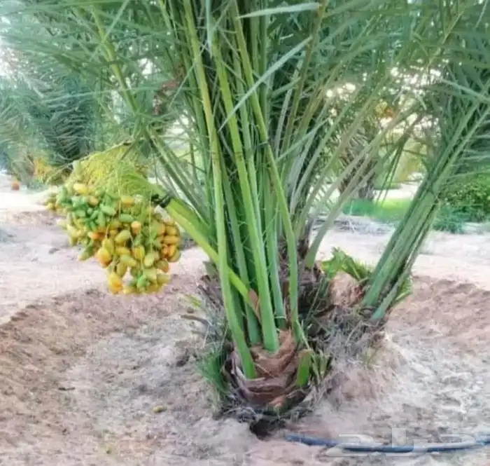 نخل نخيل فروخ خلاص عجوه سكري برحي صقعي مجدول عنبره خضري برني 2