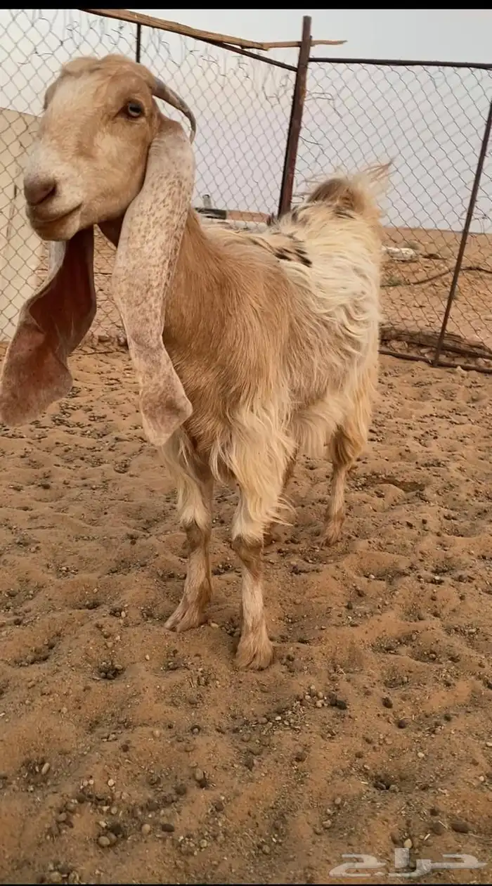 للبيع جفره عارضيه صفراء خصم 0