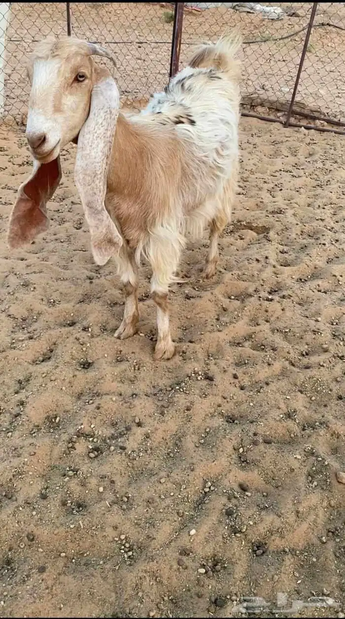 للبيع جفره عارضيه صفراء خصم 2