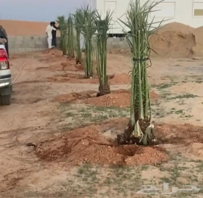 نخل للبيع طيب مثمر وزينه درجه اولى 4