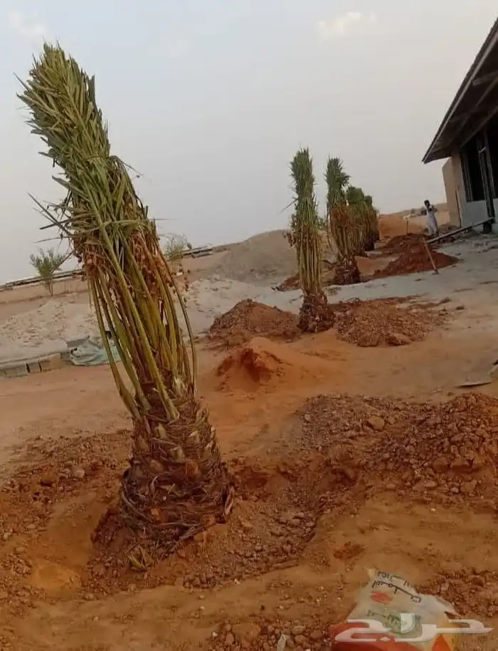 نخل للبيع طيب مثمر وزينه درجه اولى 3