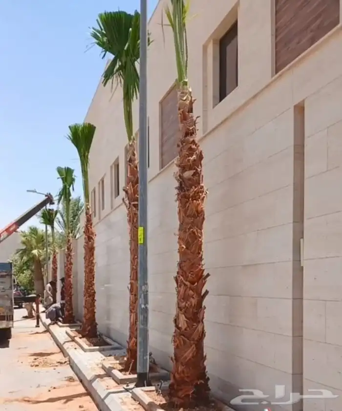 نخل للبيع طيب مثمر وزينه درجه اولى 6