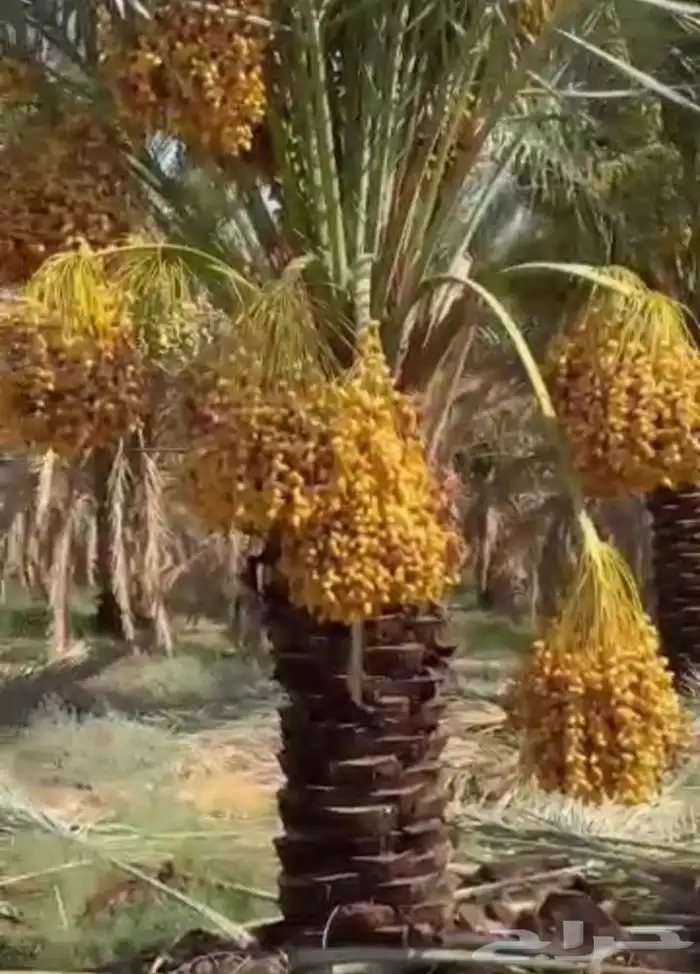 نخل للبيع طيب مثمر وزينه درجه اولى 7