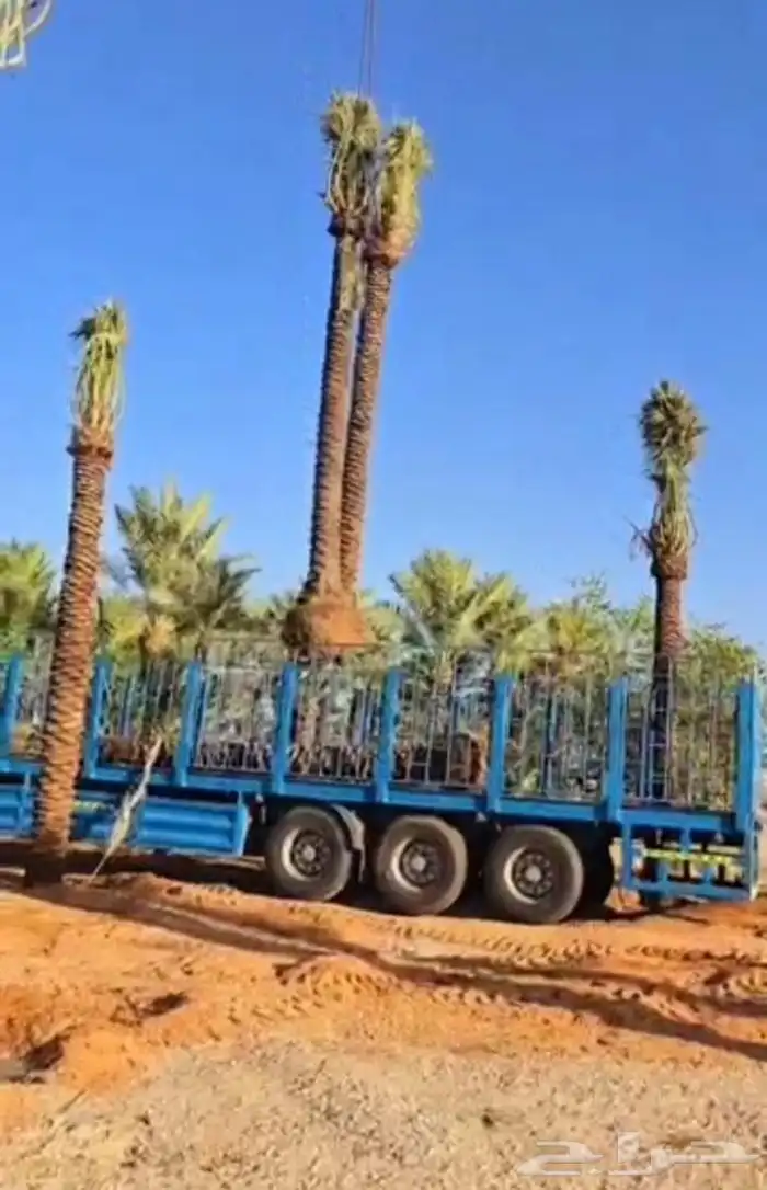 نخل للبيع طيب مثمر وزينه درجه اولى 2