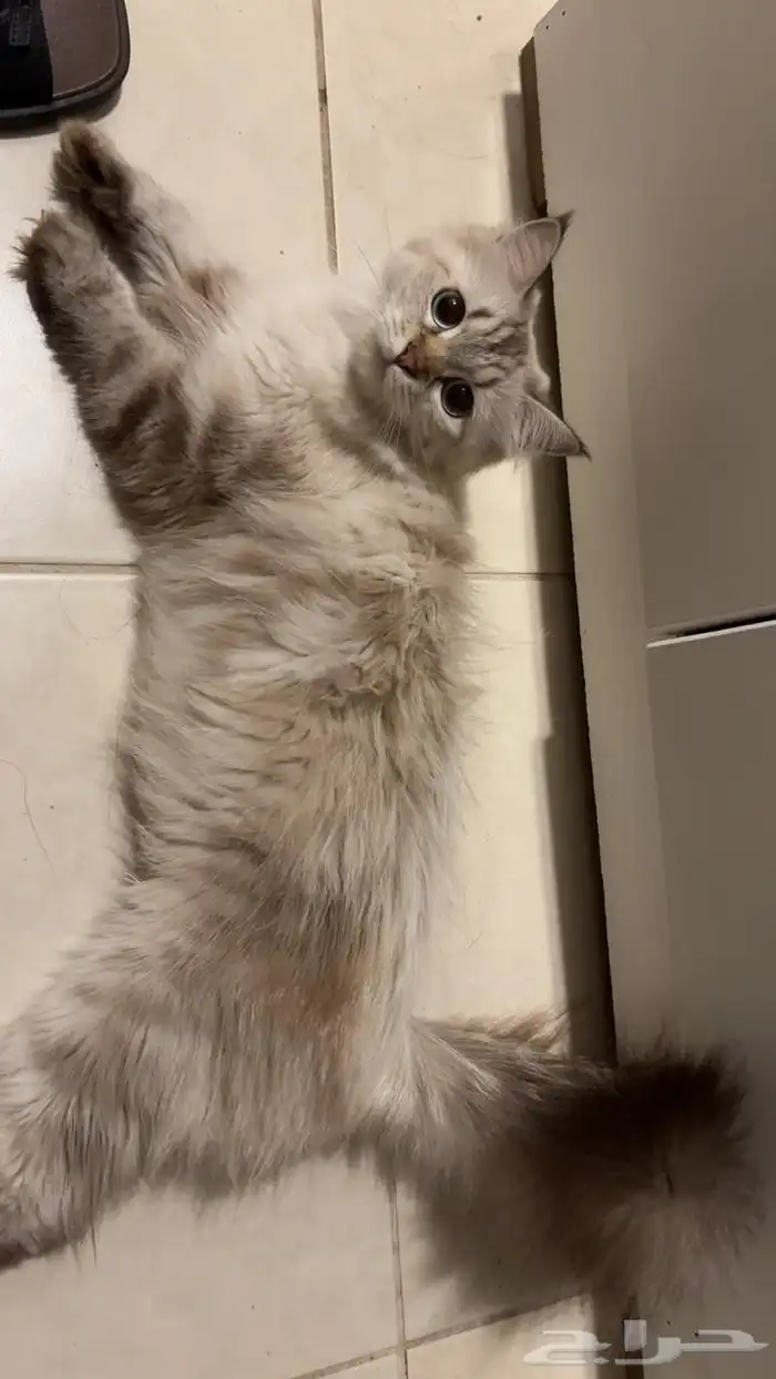 قطط 2