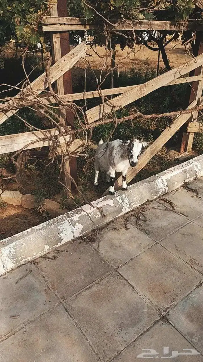 ماعز قزم تشيكي سلاله اصيله 1